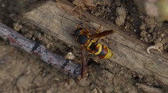 Euodynerus hidalgo hidalgo