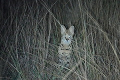 Leptailurus serval lipostictus