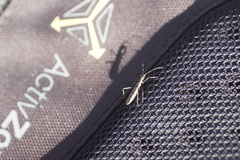 Micrelytra fossularum