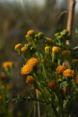 Jacobaea vulgaris dunensis