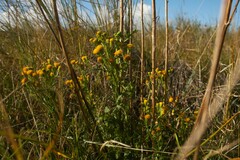 Jacobaea vulgaris dunensis