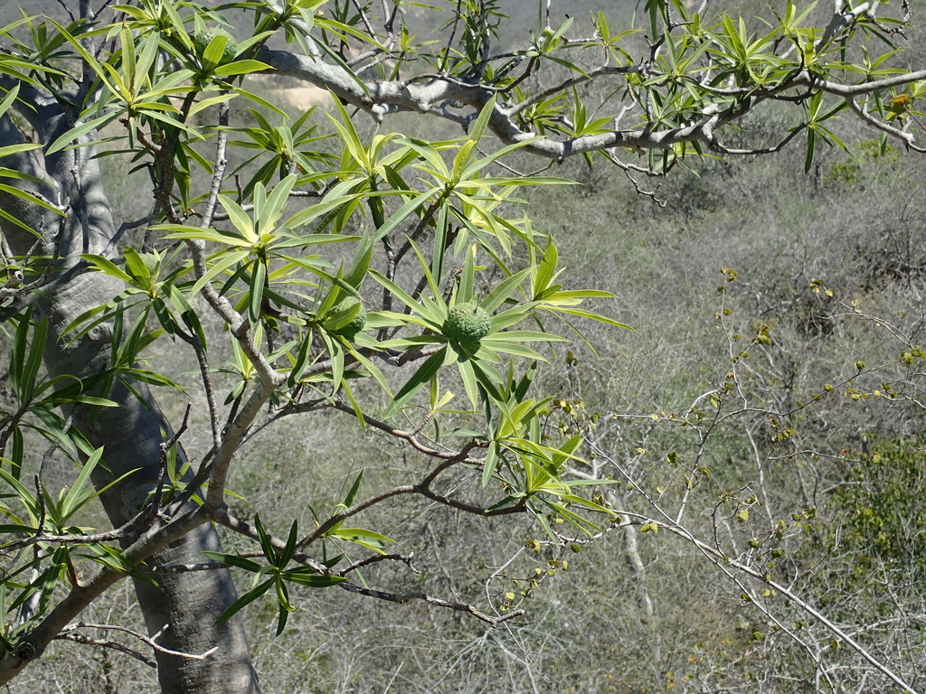 Euphorbia antso