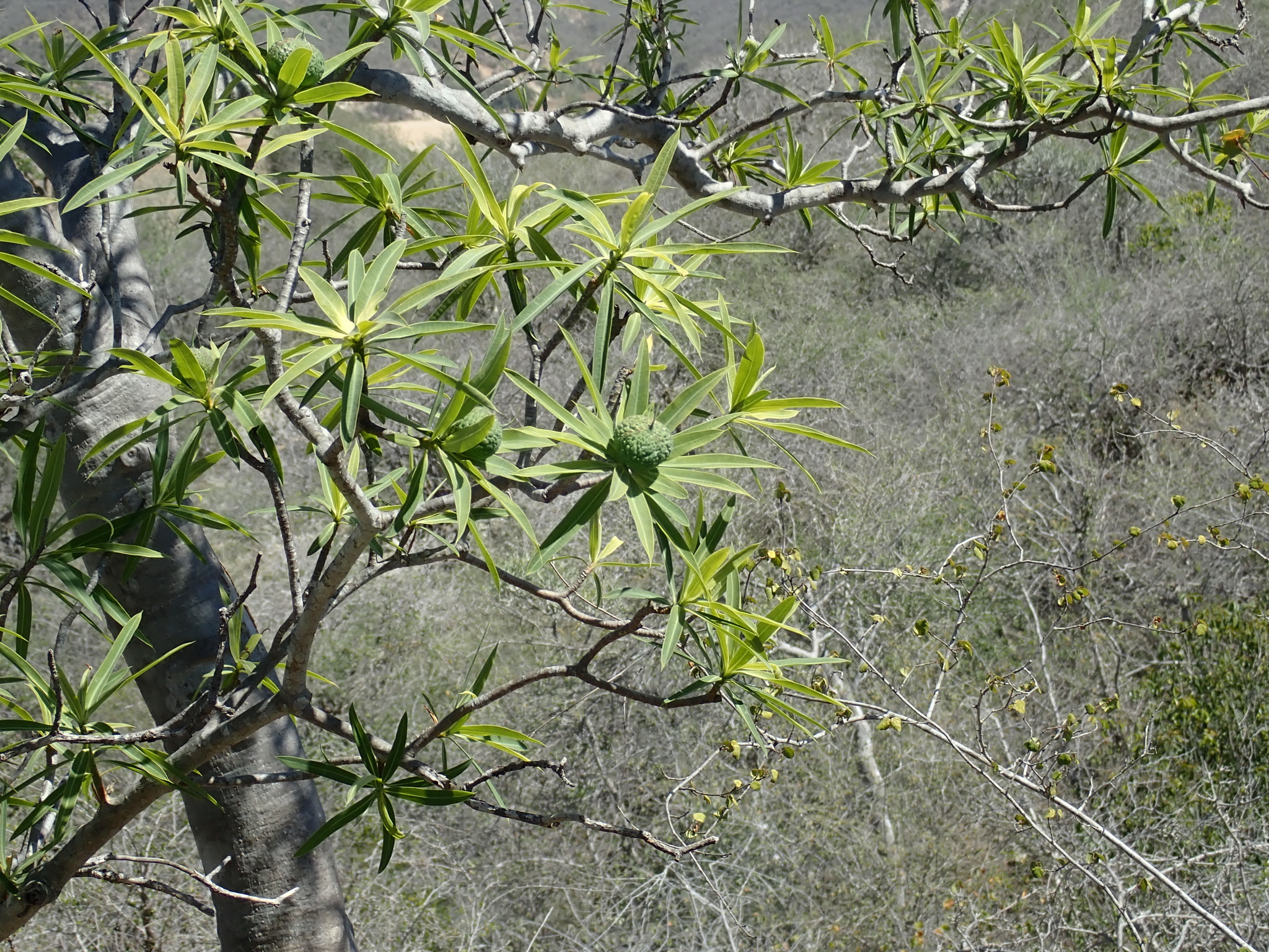 Euphorbia antso