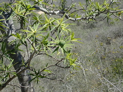 Euphorbia antso image