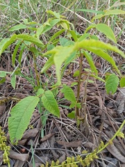 Juglans neotropica