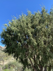 Juniperus flaccida flaccida