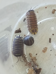 Armadillidae