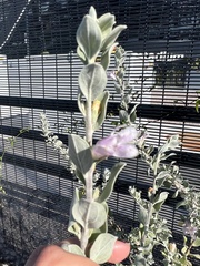 Leucophyllum frutescens