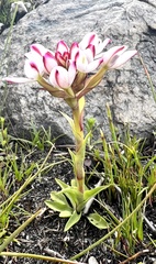 Disa vasselotii
