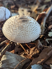 Agaricus sylvaticus