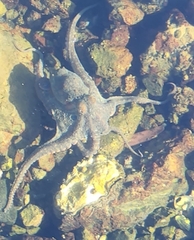 Octopus bimaculoides