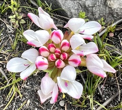 Disa vasselotii