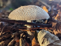 Agaricus sylvaticus