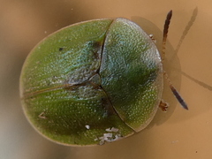 Cassida rubiginosa