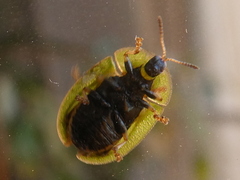 Cassida rubiginosa