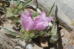 Convolvulus humilis