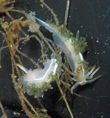 Coryphella cooperi
