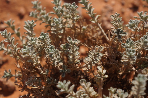 Marrubium deserti image
