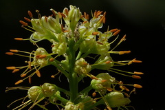 Eremurus spectabilis