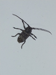 Prosoplus bankii