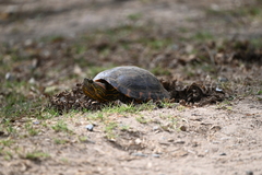 Trachemys dorbigni