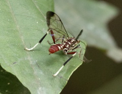 Macrojoppa