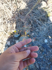 Hoffmannseggia microphylla