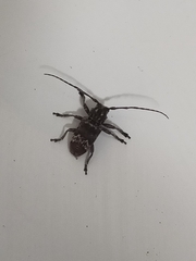 Prosoplus bankii