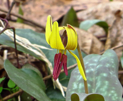 Erythronium umbilicatum