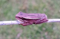 Boana pulchella