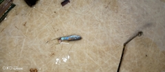 Poecilia reticulata