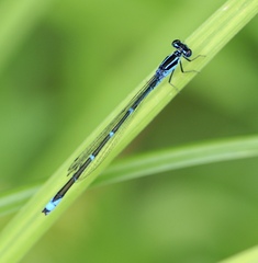 Enallagma exsulans