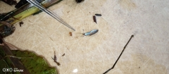 Poecilia reticulata