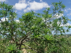 Euphorbia antso image
