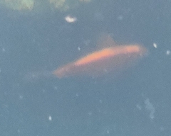 Hypsypops rubicundus