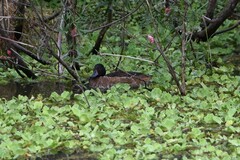 Heteronetta atricapilla