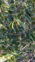 Prunus ilicifolia