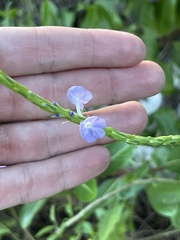 Stachytarpheta jamaicensis