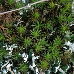 Polytrichum