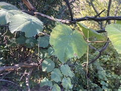 Vitis girdiana