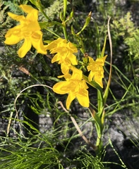 Moraea ramosissima