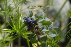 Muscari