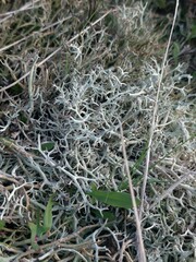 Cladonia rangiformis