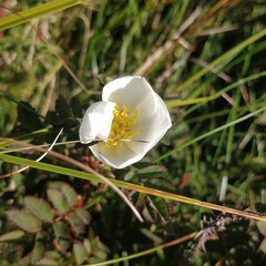 Rosa spinosissima