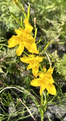 Moraea ramosissima