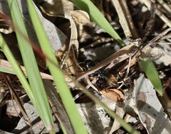 Camponotus aeneopilosus
