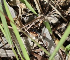 Camponotus aeneopilosus
