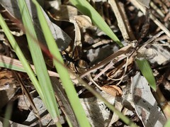 Camponotus aeneopilosus