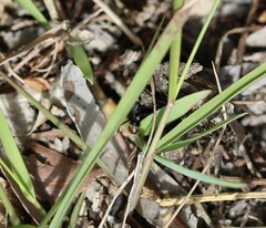 Camponotus aeneopilosus