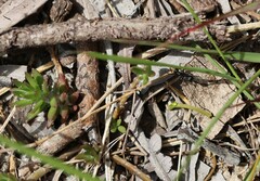 Camponotus aeneopilosus